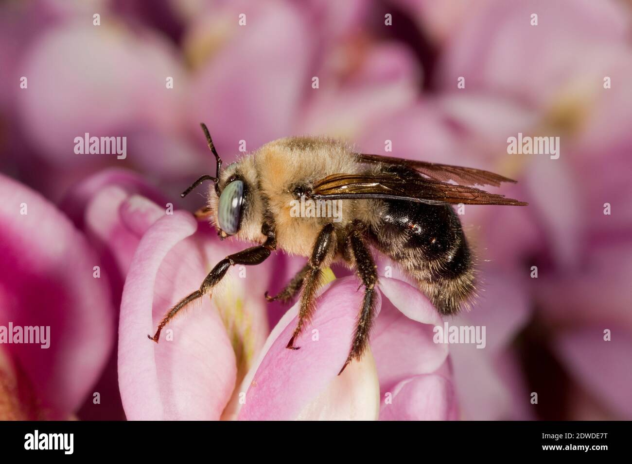 Horsefly-like Carpenter Bee, Xylocopa tabaniformis androleuca, Apidae. Body Length 16 mm. Nectaring at New Mexico Locust, Robinia neomexicana, Fabacea Stock Photo