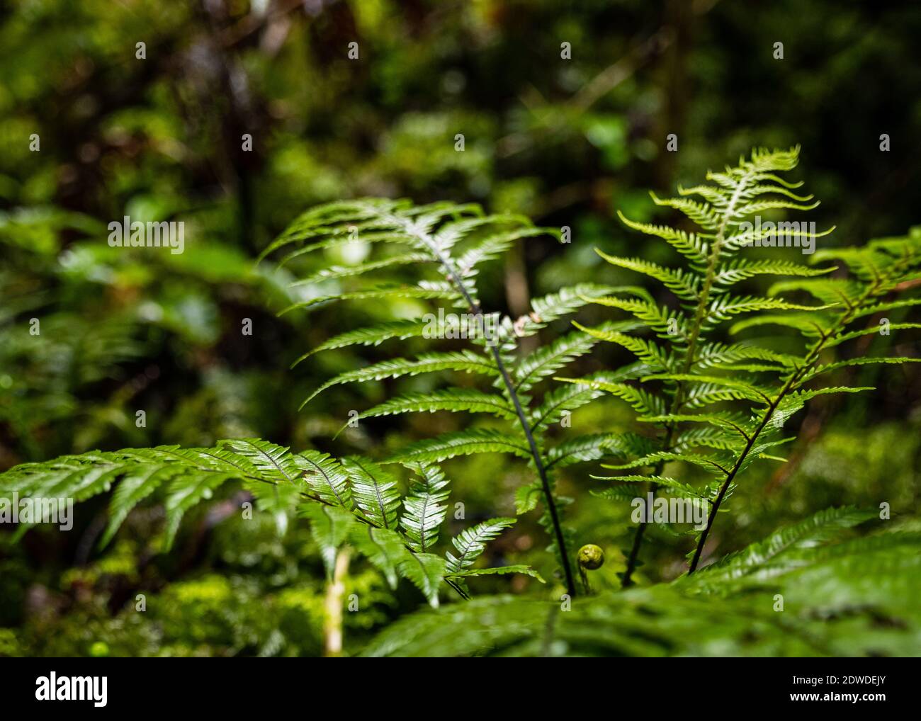 Close-up Of Fern Leaves Stock Photo