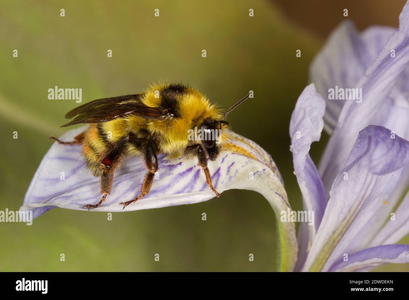 Great Basin Bumble Bee female, Bombus centralis, Apidae. Body Length 16 mm. Nectaring at Wild Iris, Iris missouriensis, Iridaceae. Stock Photo