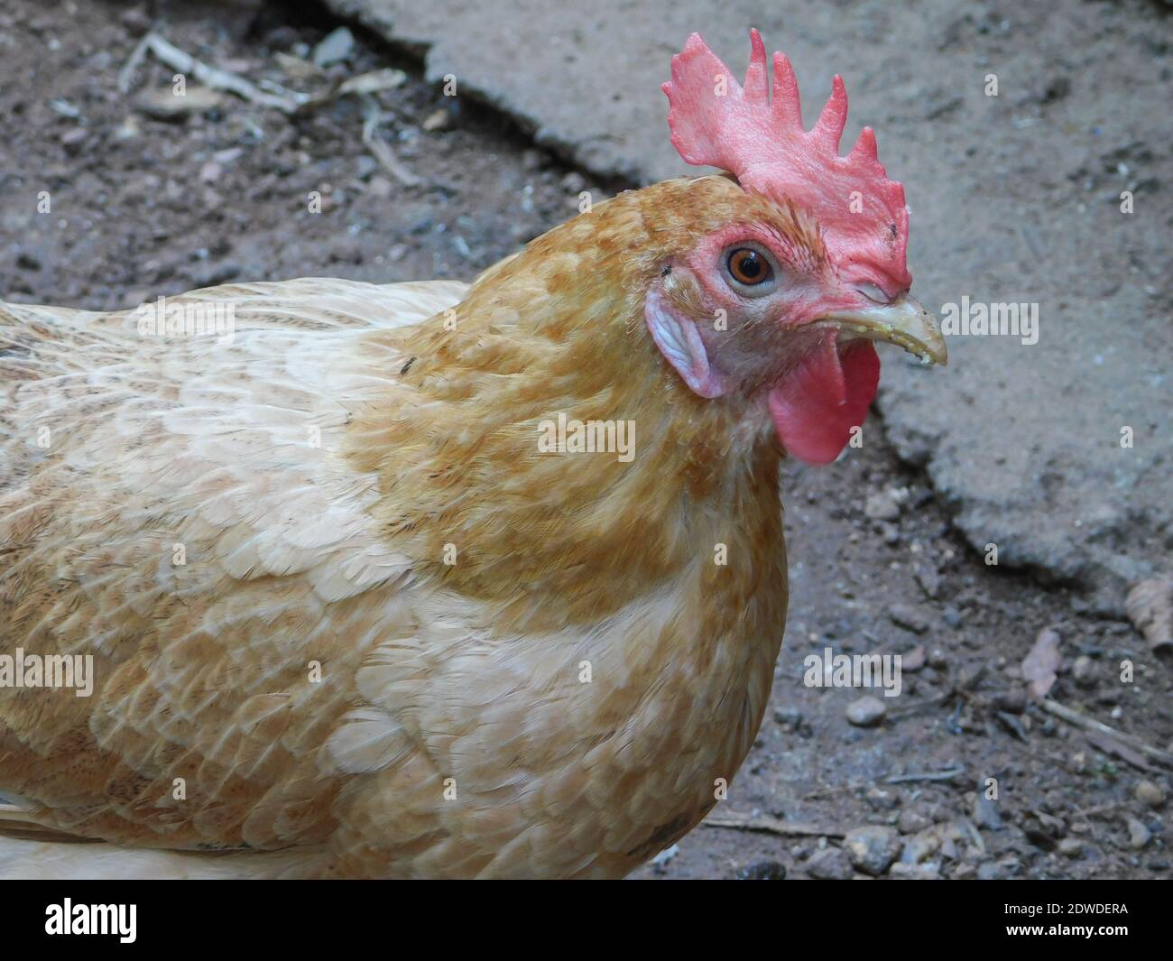 Female Chicken Or Hen Stock Photo Alamy