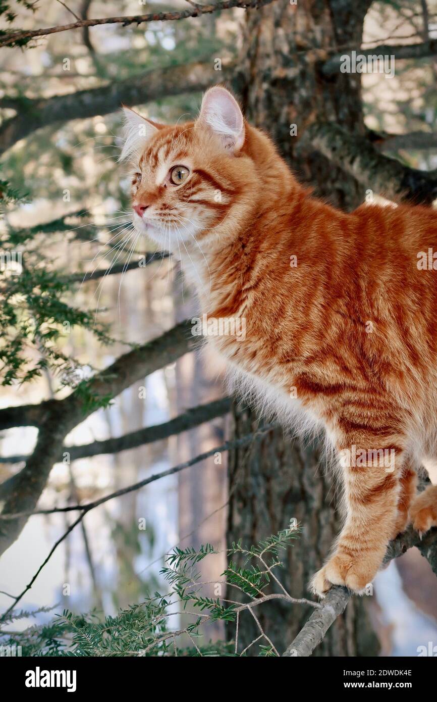 Orange Tabby Cat In A Tree Stock Photo Alamy