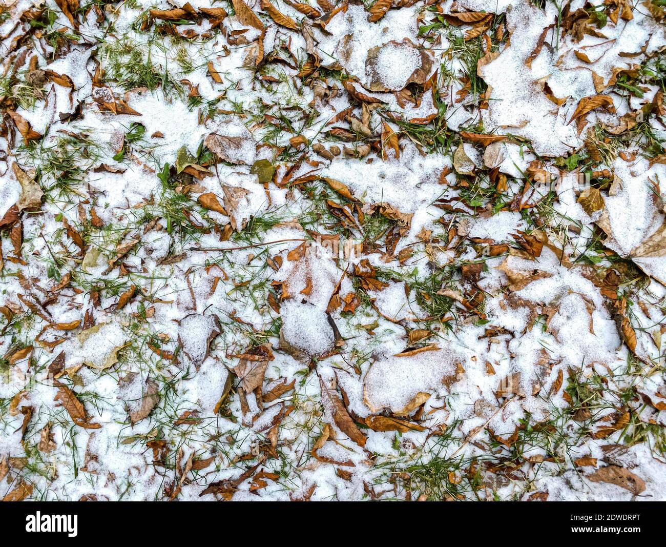 Withered leaves snow on top hi-res stock photography and images - Alamy