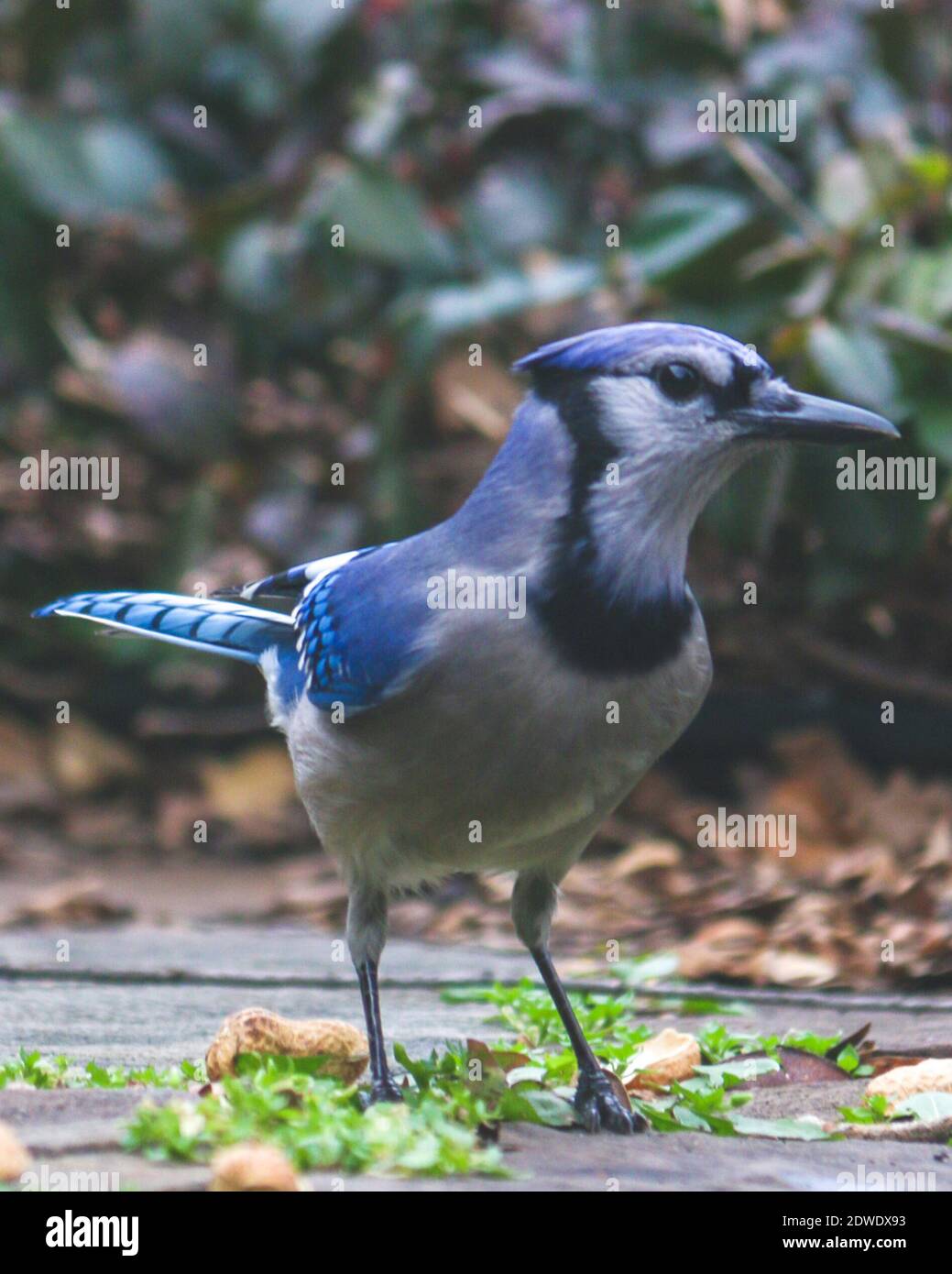 Bluejay Standing On The Ground Stock Photo