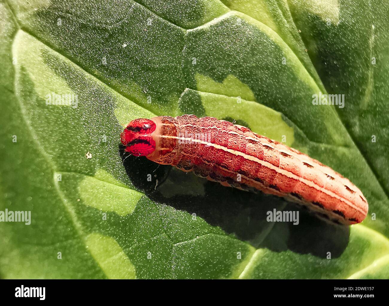 Plant eat insects hires stock photography and images Alamy