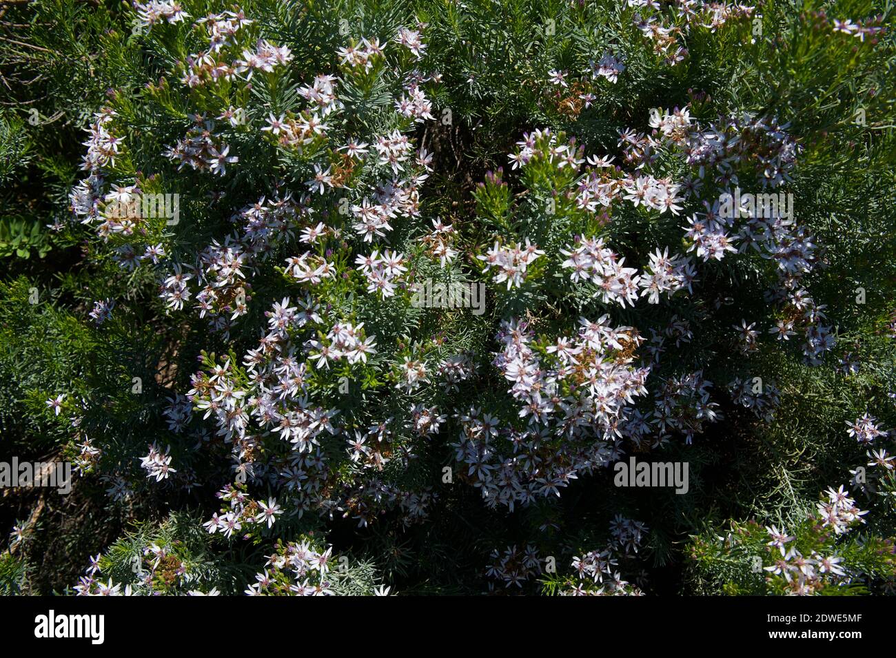 These Snowy Daisy bushes (Olearia Lirata) are everywhere in Point Nepean National park - strangely named for a plant which never sees any snow! Stock Photo
