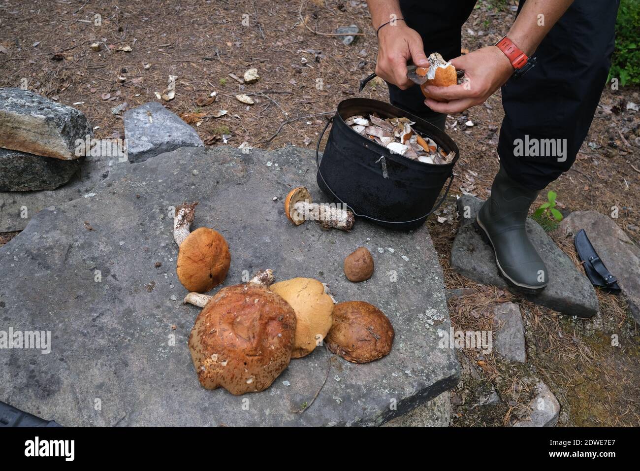 Low Section Of Man Cutting Mushrooms In Bucket At Forest Stock Photo