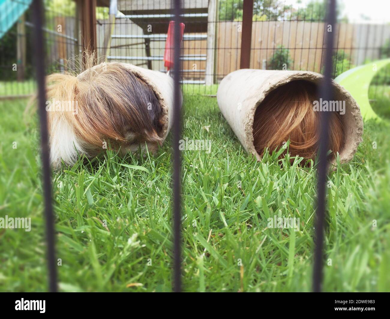 Guinea pig in tube hires stock photography and images Alamy