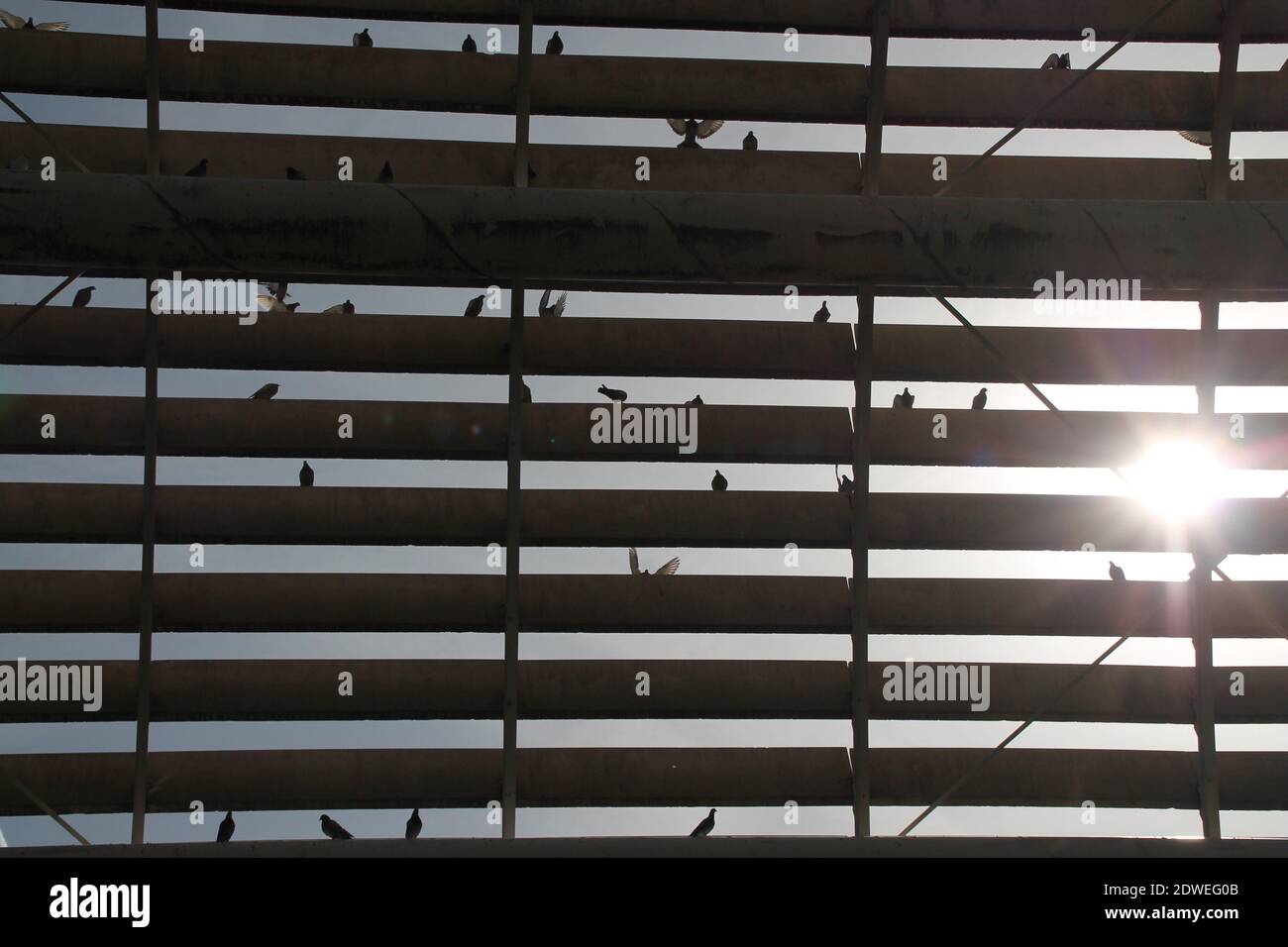Low Angle View Of Frame With Pigeons In Sunlight Stock Photo