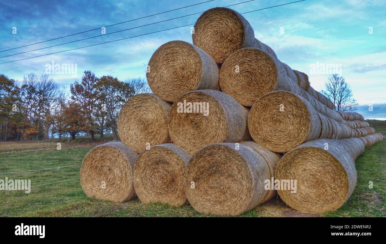 Hay Bales On Grass Stock Photo Alamy