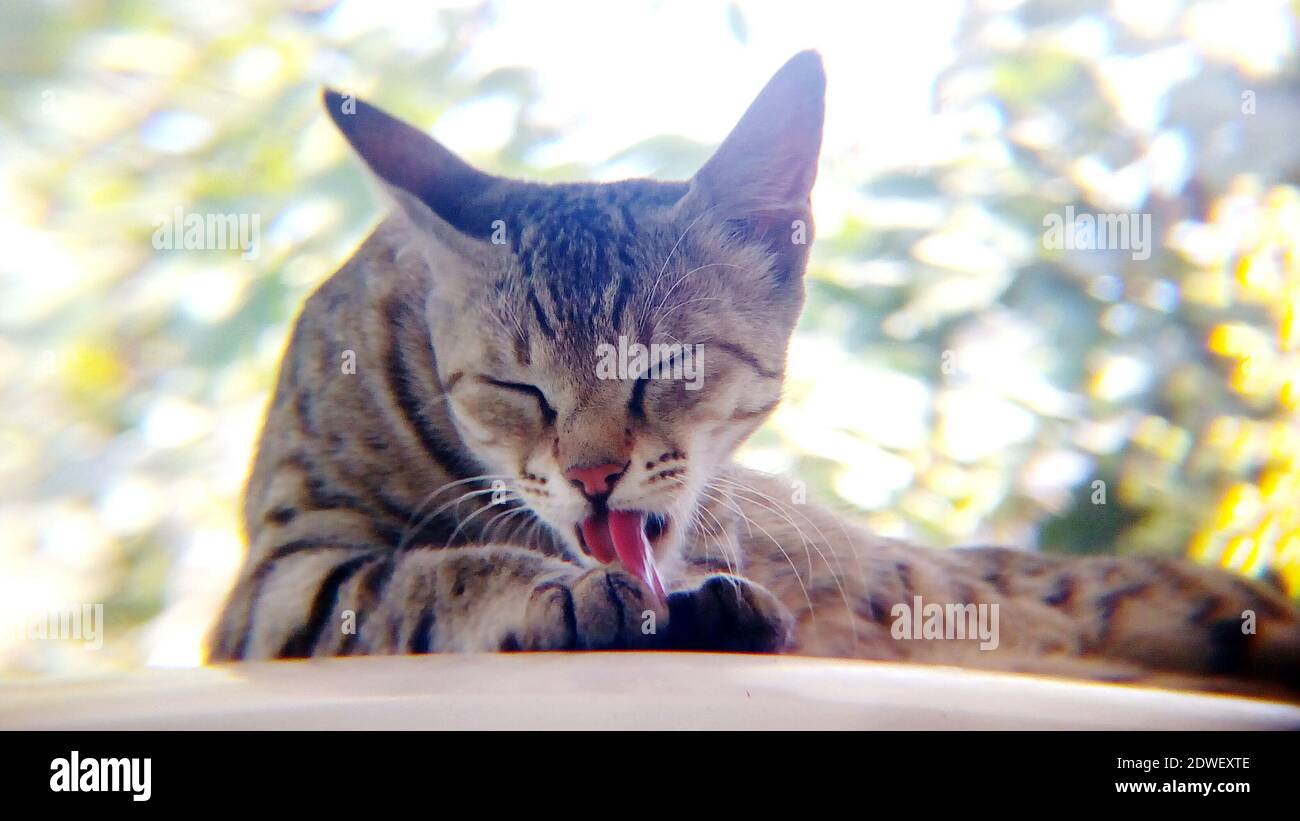 Domestic cat grooming tongue hires stock photography and images Alamy