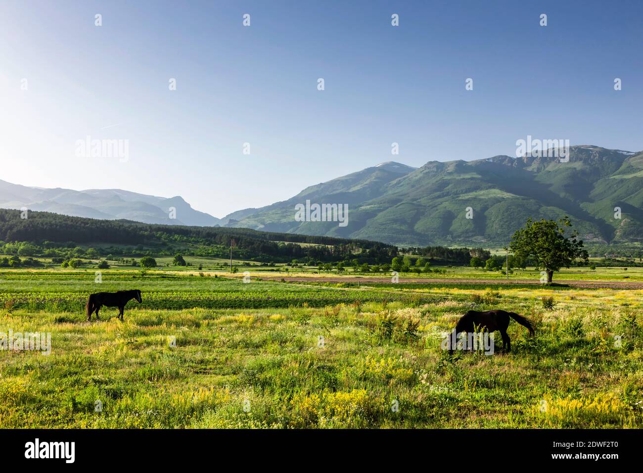 Pastoral landscape of The Rose Valley, and Balkan mountains, Kazanlak, Stara Zagora Province, Bulgaria, Southeast Europe, Europe Stock Photo