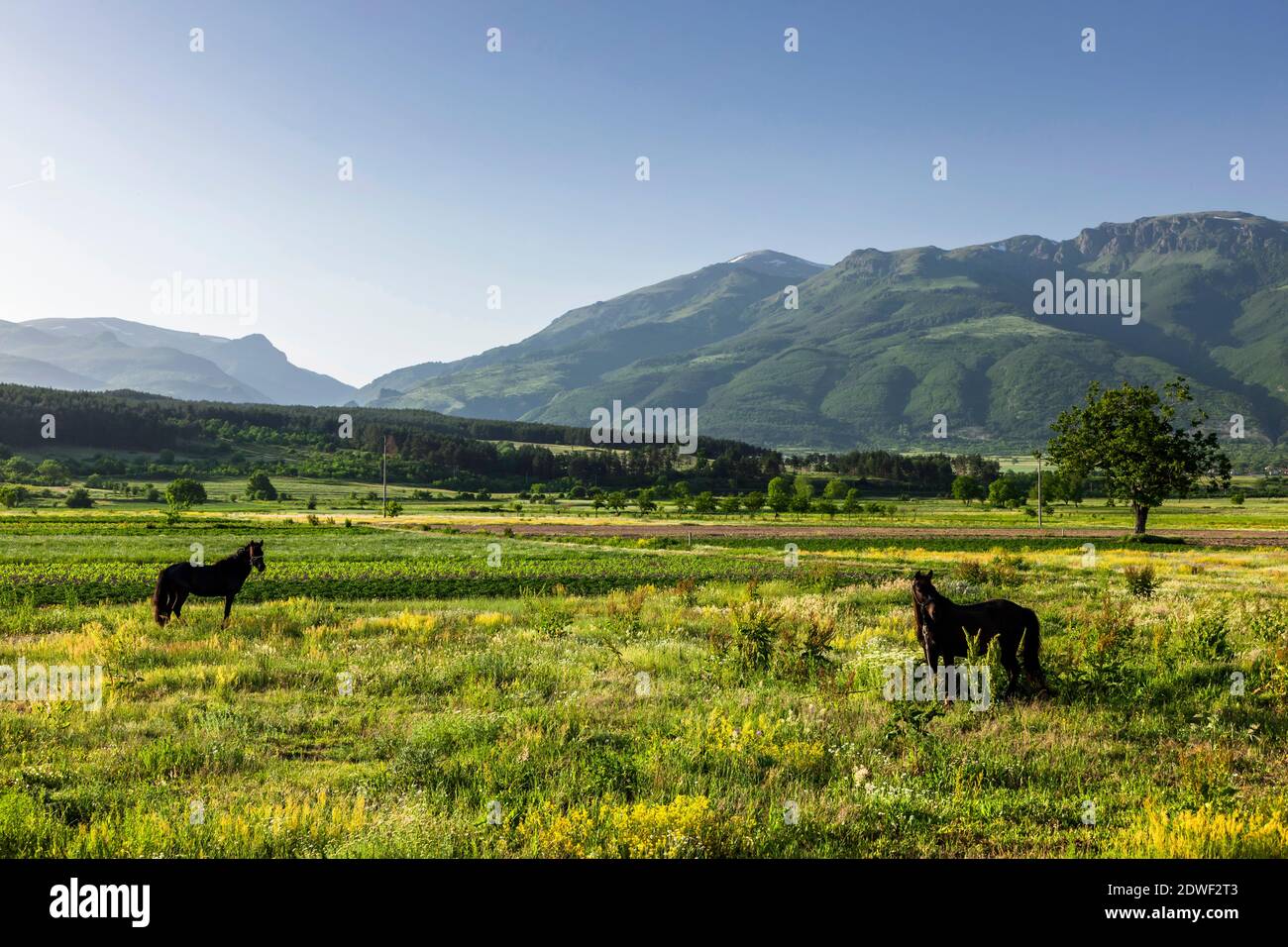 Pastoral landscape of The Rose Valley, and Balkan mountains, Kazanlak, Stara Zagora Province, Bulgaria, Southeast Europe, Europe Stock Photo