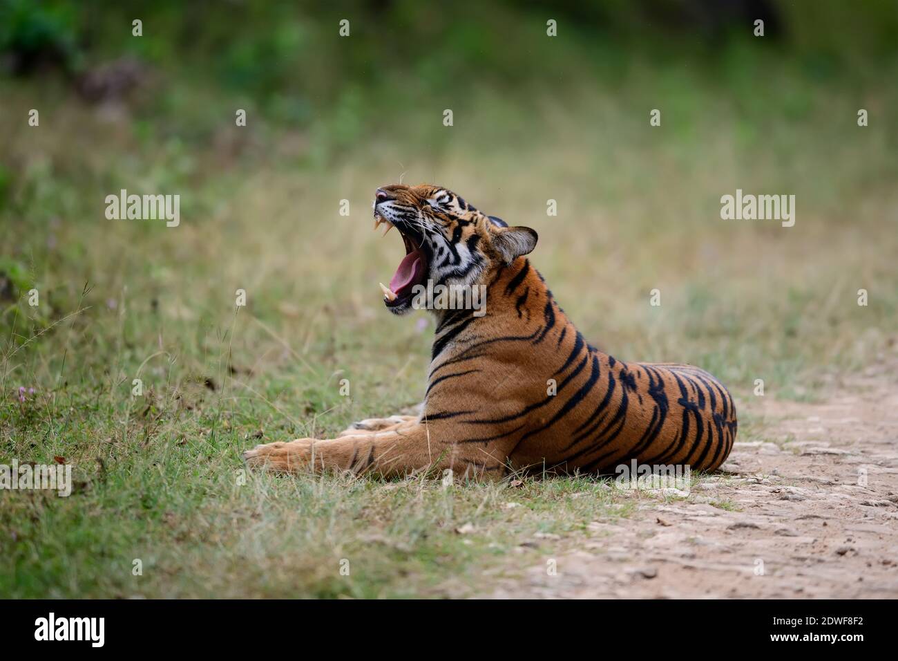 Tiger Rol You Back Bengal tiger (Panthera tigris Tigris) rolling on back, the natural ...