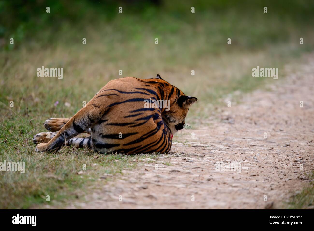 Tiger Rol You Back Bengal tiger (Panthera tigris Tigris) rolling on back, the natural ...