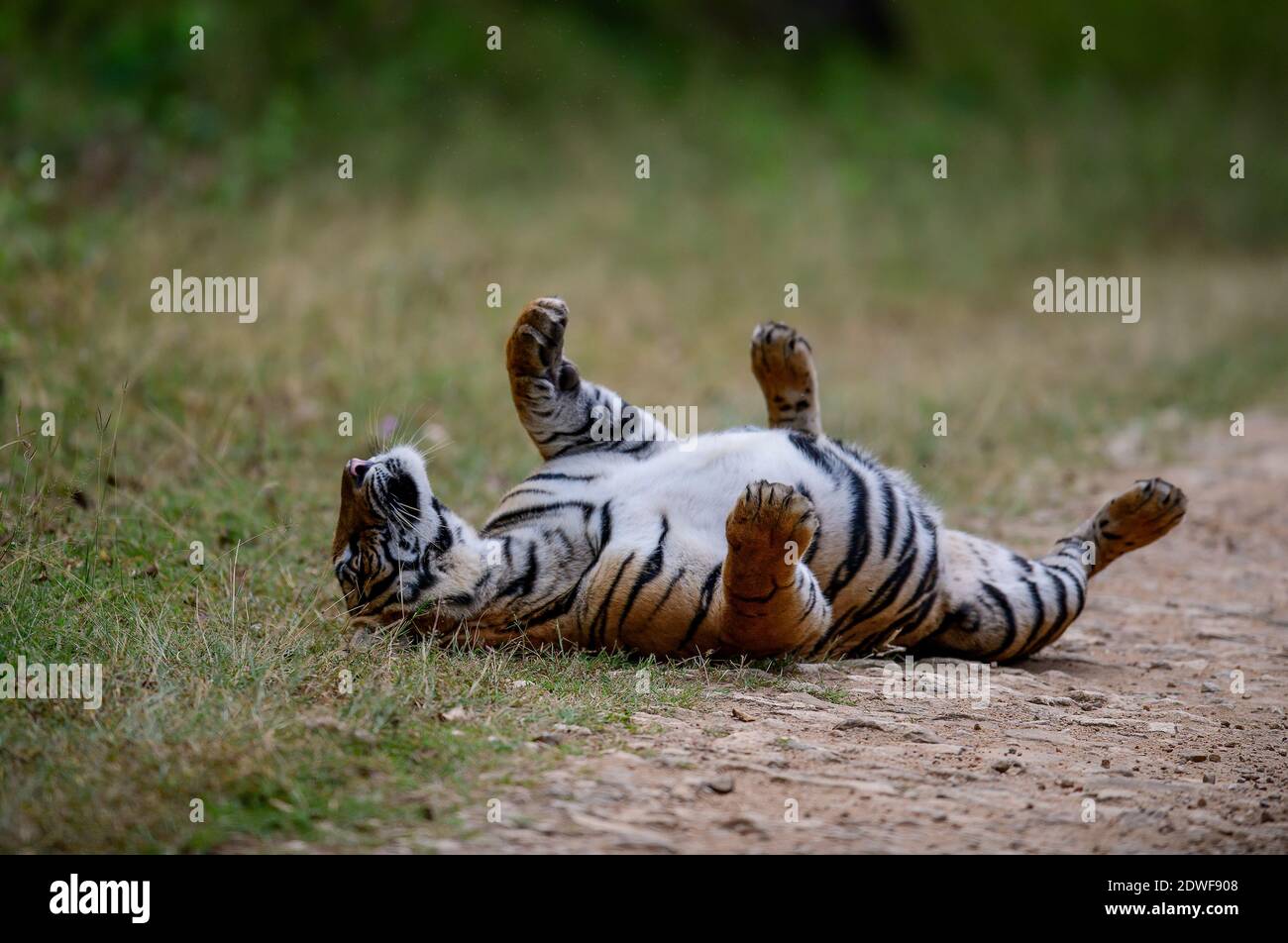 Tiger Rol You Back Bengal tiger (Panthera tigris Tigris) rolling on back, the natural ...