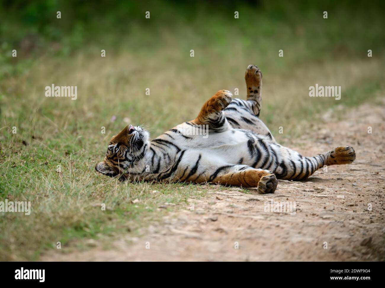 Tiger Rol You Back Bengal tiger (Panthera tigris Tigris) rolling on back, the natural ...