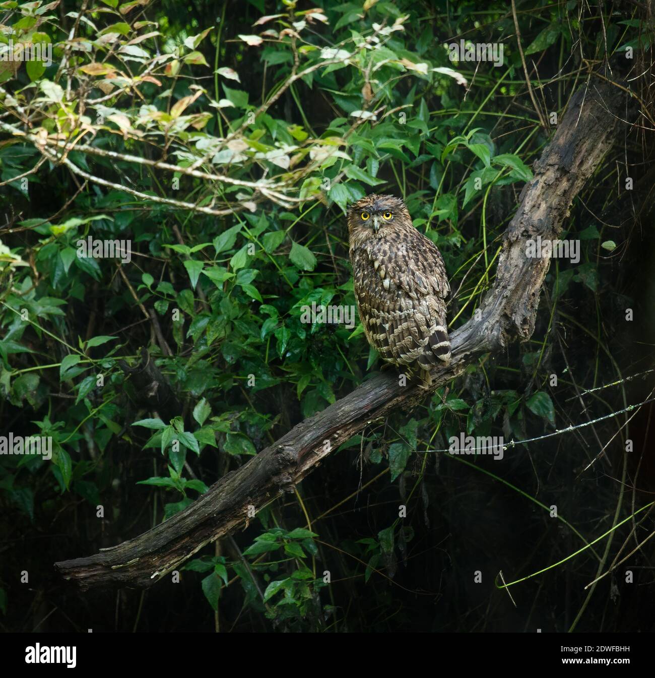 Owl...a carnivorous nocturnal bird.. harmless... but...to strengthen spiritually towards faith and holiness ..linked with mother nature... Stock Photo