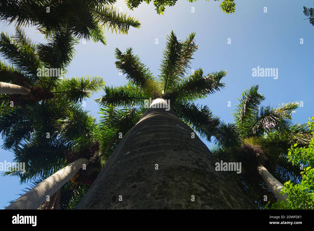 Looking up of palm tress with a blue sky in a sunny day. Low angle shot. Stock Photo