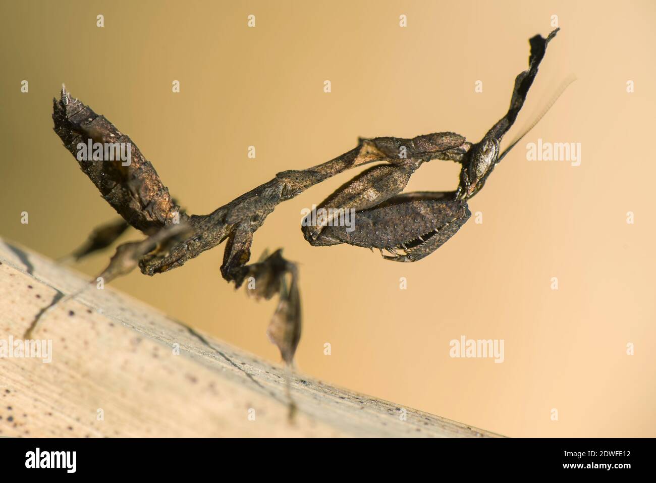 Close-up Of Ghost Mantis Stock Photo