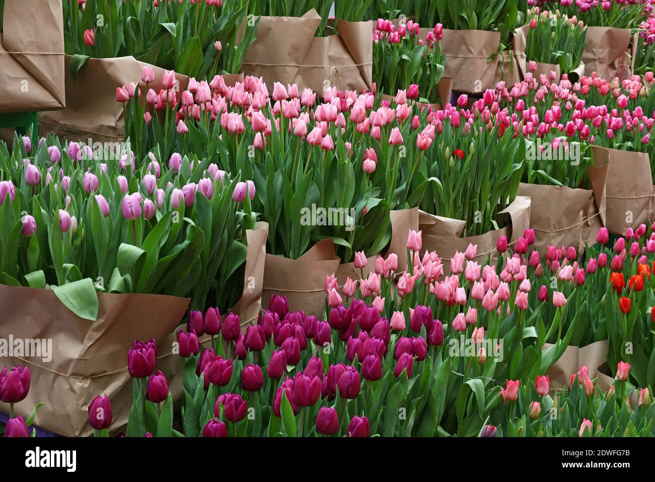 Full Frame Shot Of Tulips For Sale In Market Stock Photo