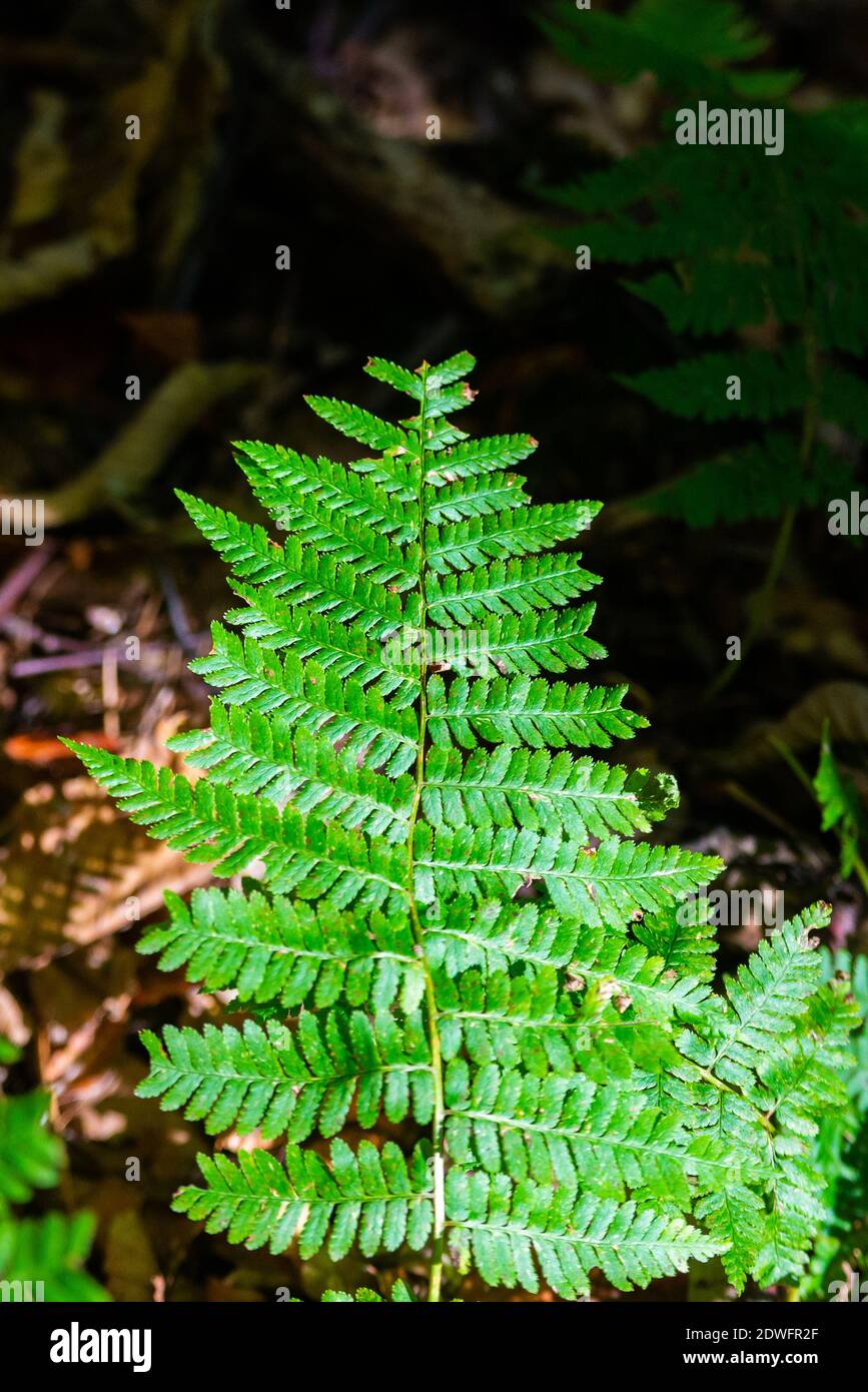 Perfect natural fresh green fern fronds background. Stock Photo