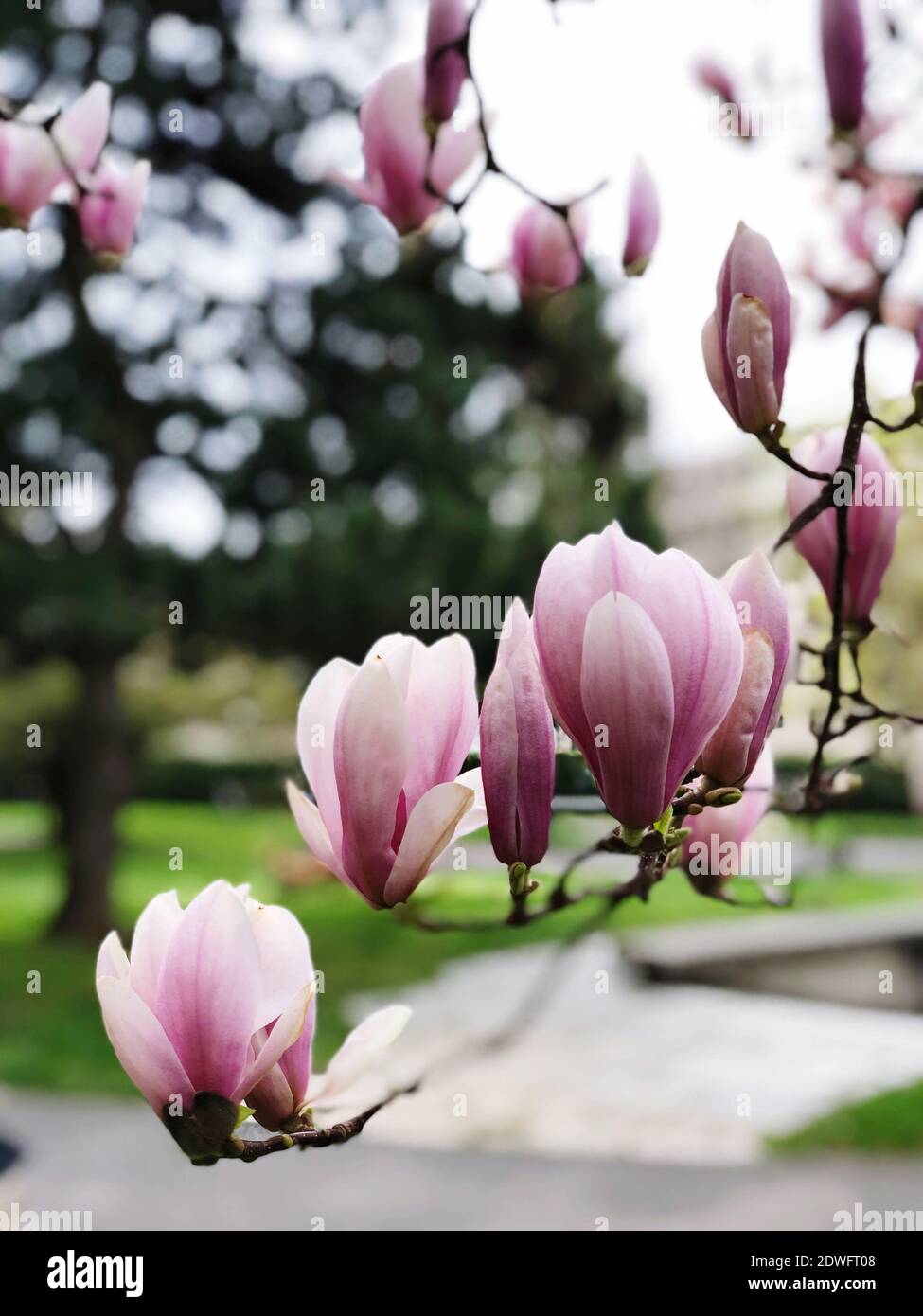 Emma magnolia gallery