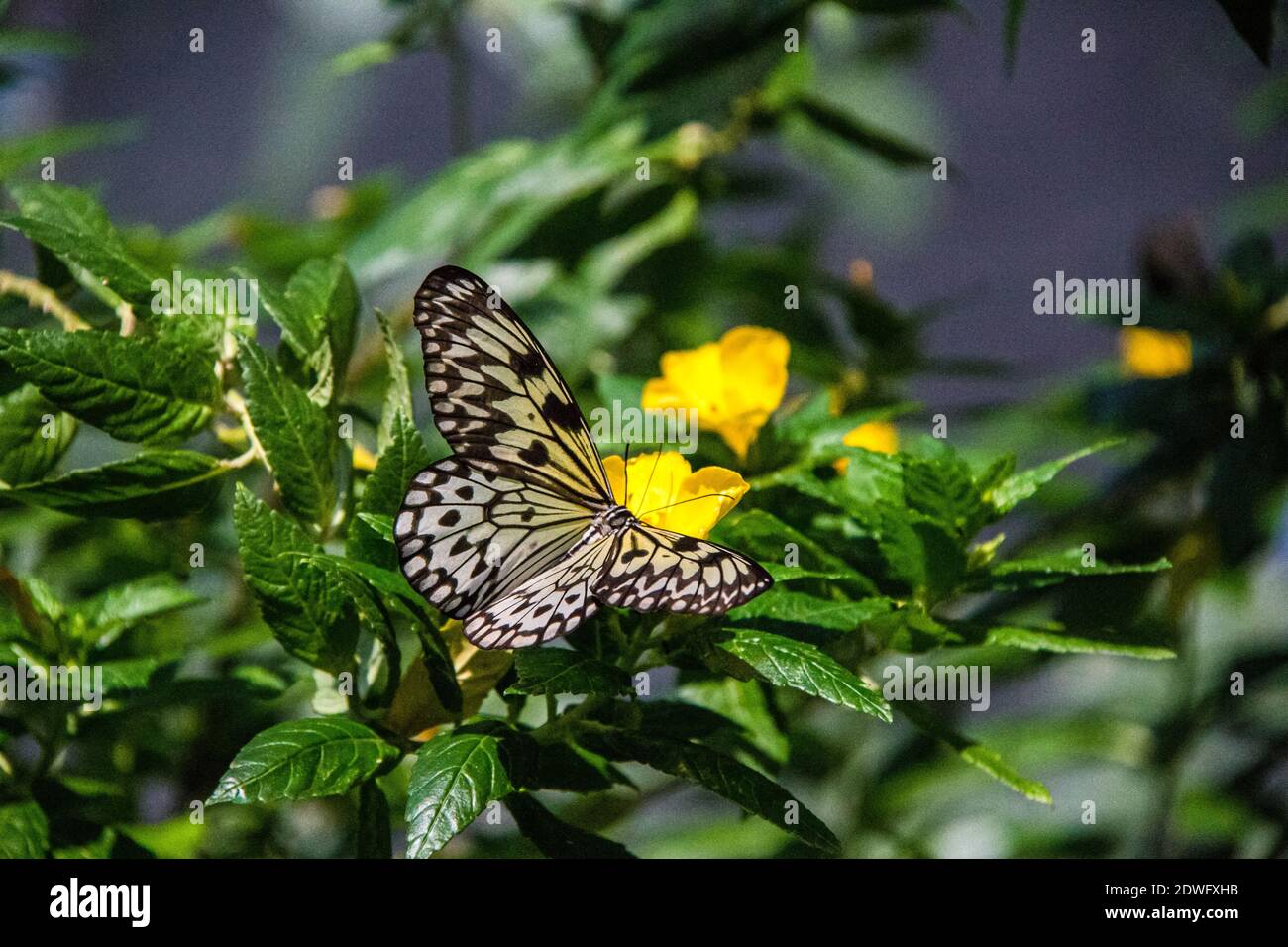 A selective focus shot of beautiful gossamer-winged butterflies on a flower Stock Photo