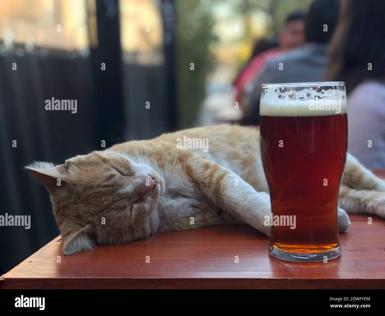 Cat Beer High Resolution Stock Photography And Images Alamy