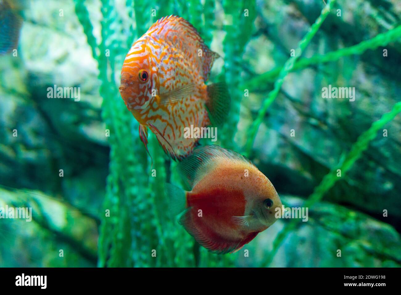 Freshwater aquarium fish symphysodon Discus or Symphysodon. Stock Photo
