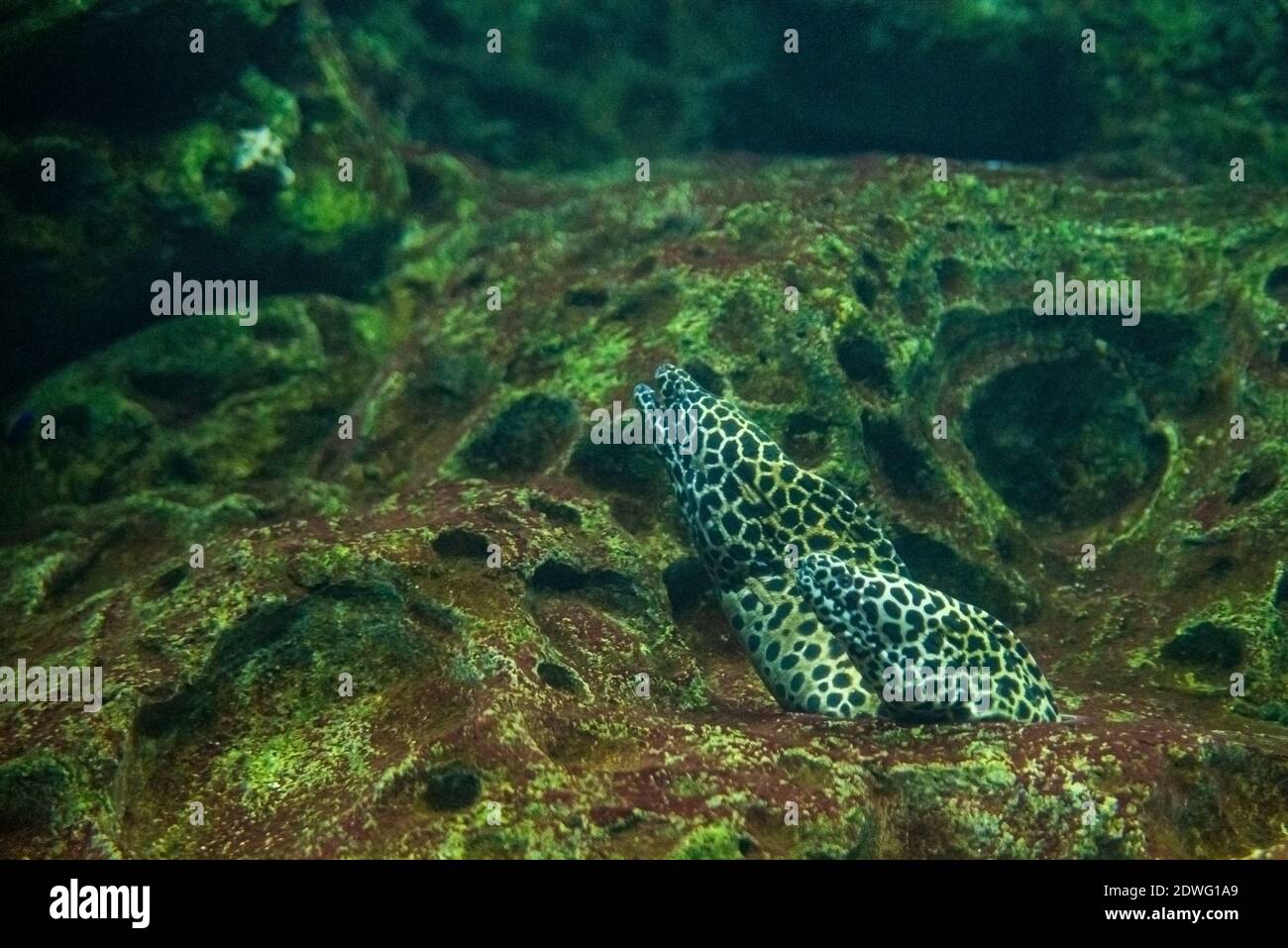 The Moray, sometimes also called Roman eel, Muraena helena Stock Photo