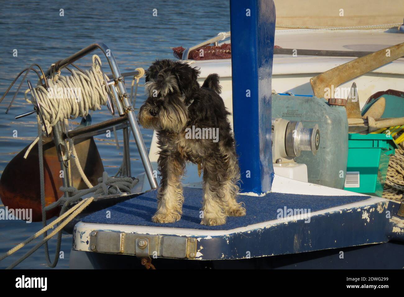View Of Dog On Boat Stock Photo