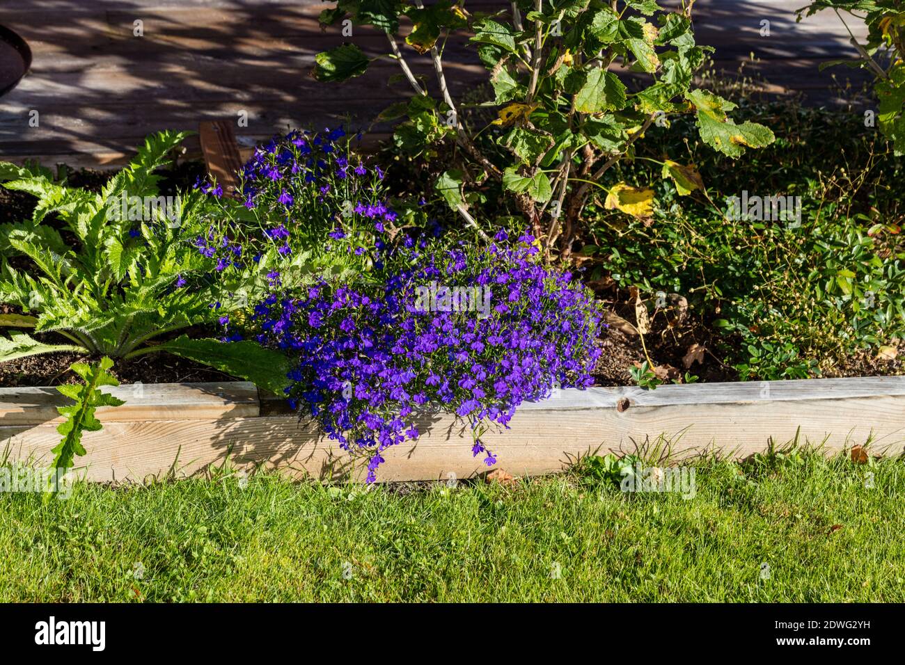 'Sapphire' Garden Lobelia, Kaplobelia (Lobelia erinus) Stock Photo