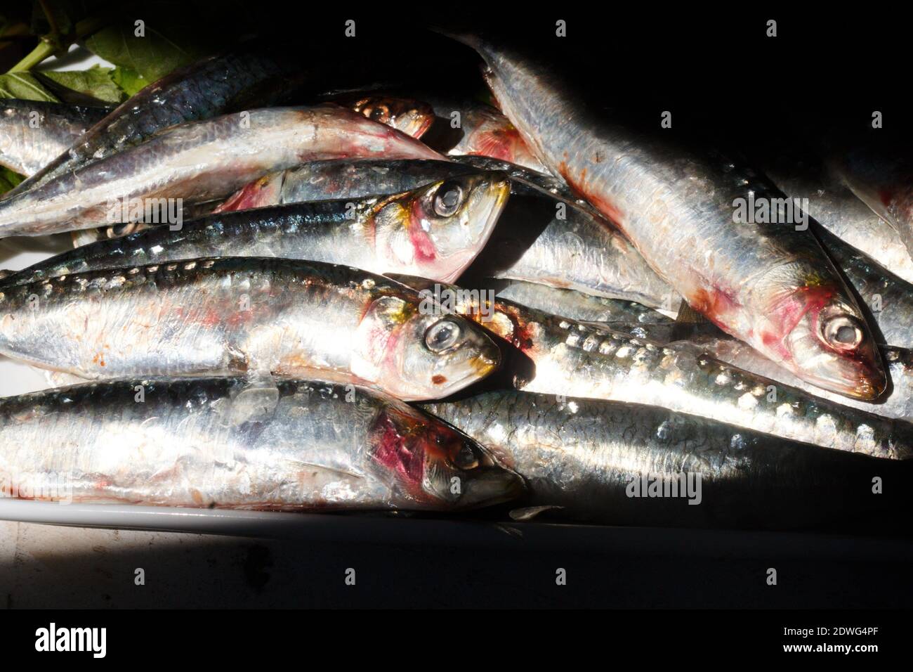 salty and fresh sardines in natural light Stock Photo
