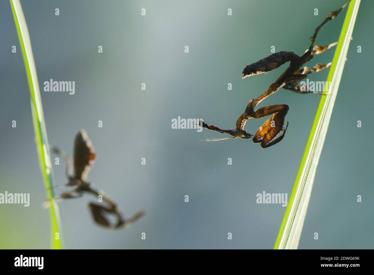 Close-up Of Ghost Mantis On Plants Stock Photo
