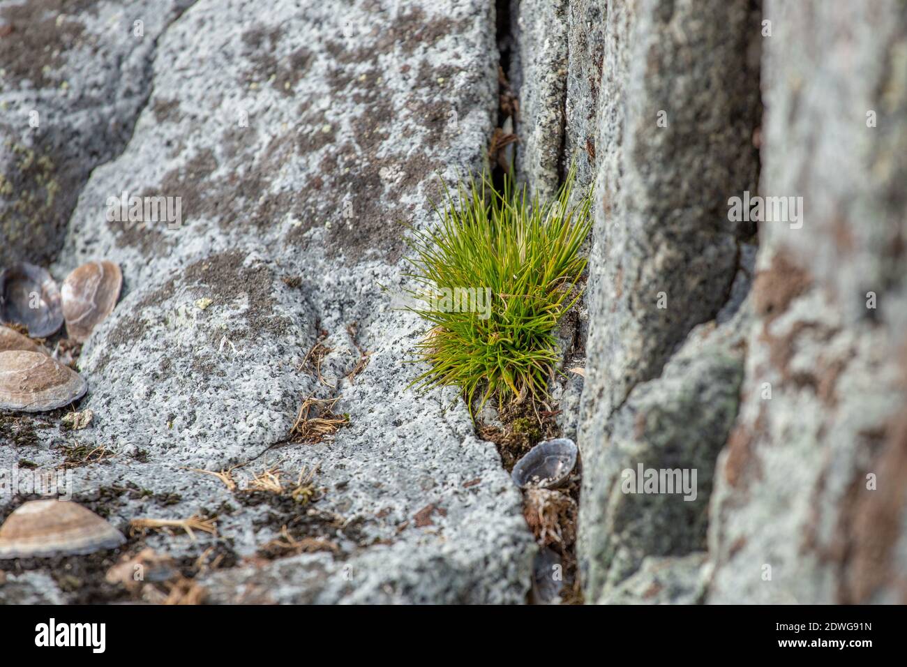 Macrophoto of Deschampsia antarctica isolated, the Antarctic hair grass, one of two flowering plants native to Antarctica Stock Photo
