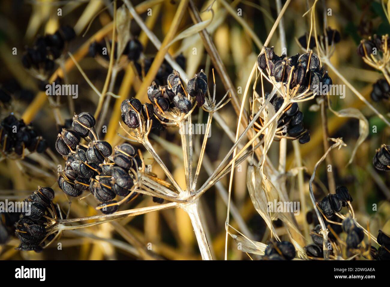 Close-up Of Dried Plant Stock Photo