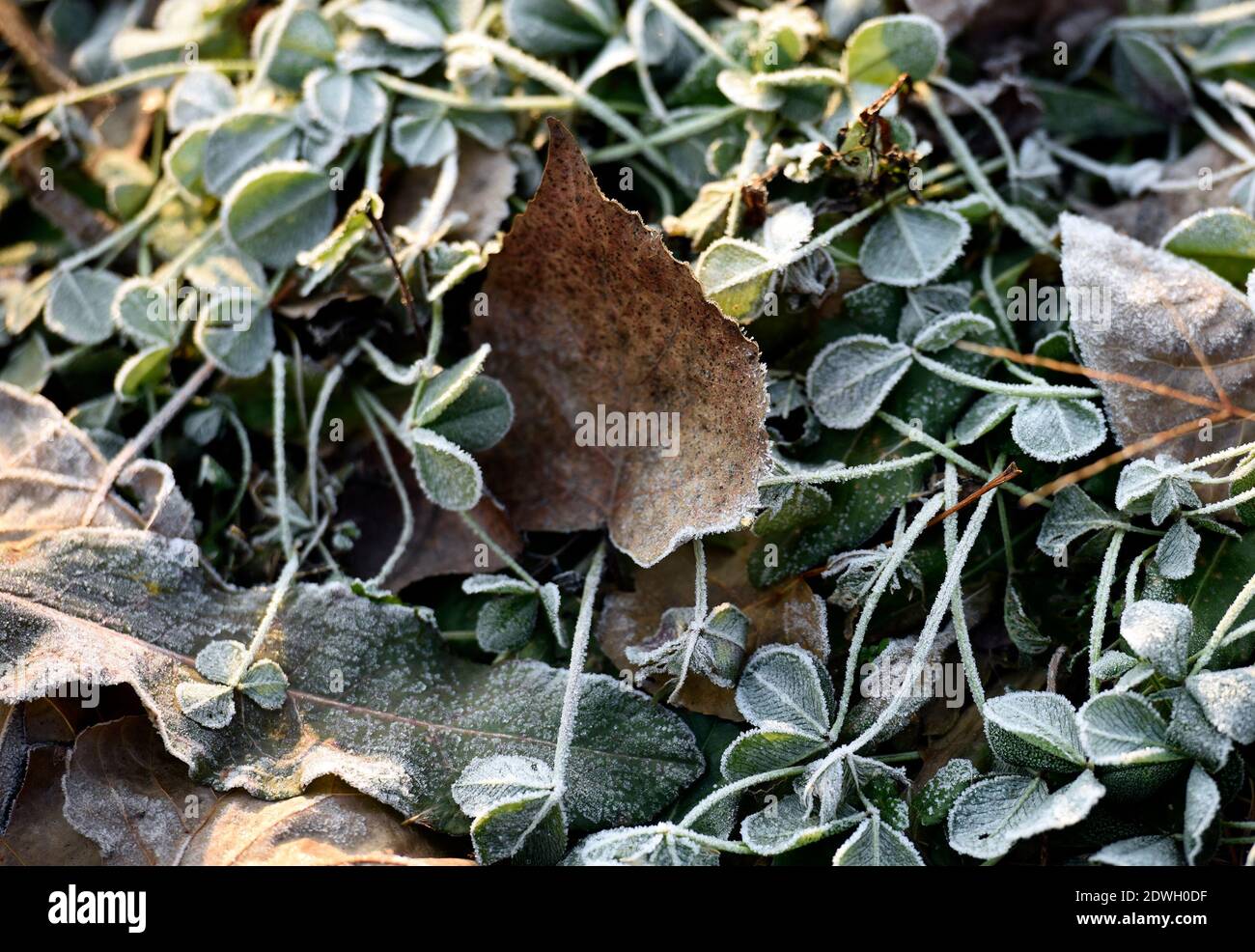 Plants and fallen leaves are covered by frost in Dongzhi season at the ancient Huai River in Qingjiangpu district, Huai'an city, east China's Jiangsu Stock Photo