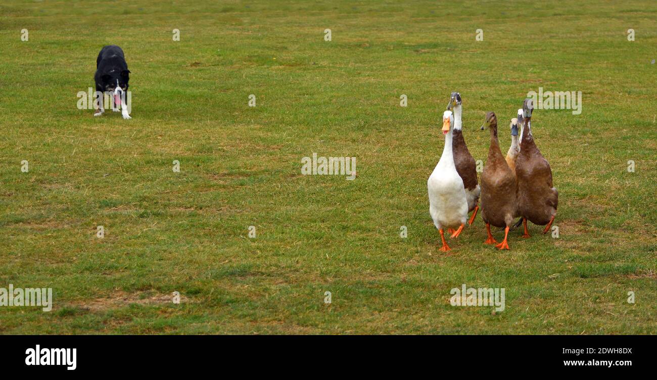 Border Collie Dog herding Indian Runner Ducks. Stock Photo