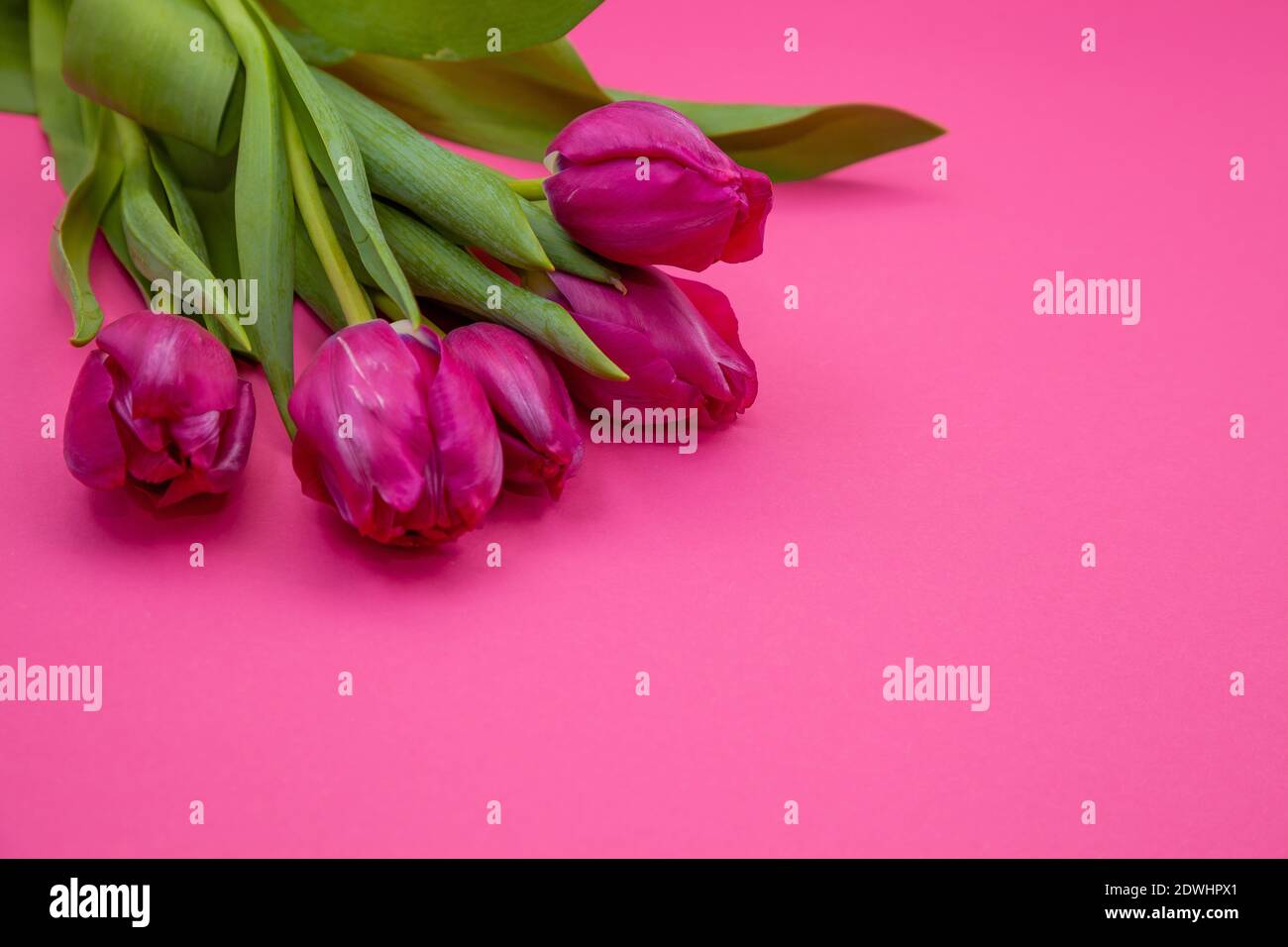 Bouquet of five pink tulips on a pink background. Spring flowers ...