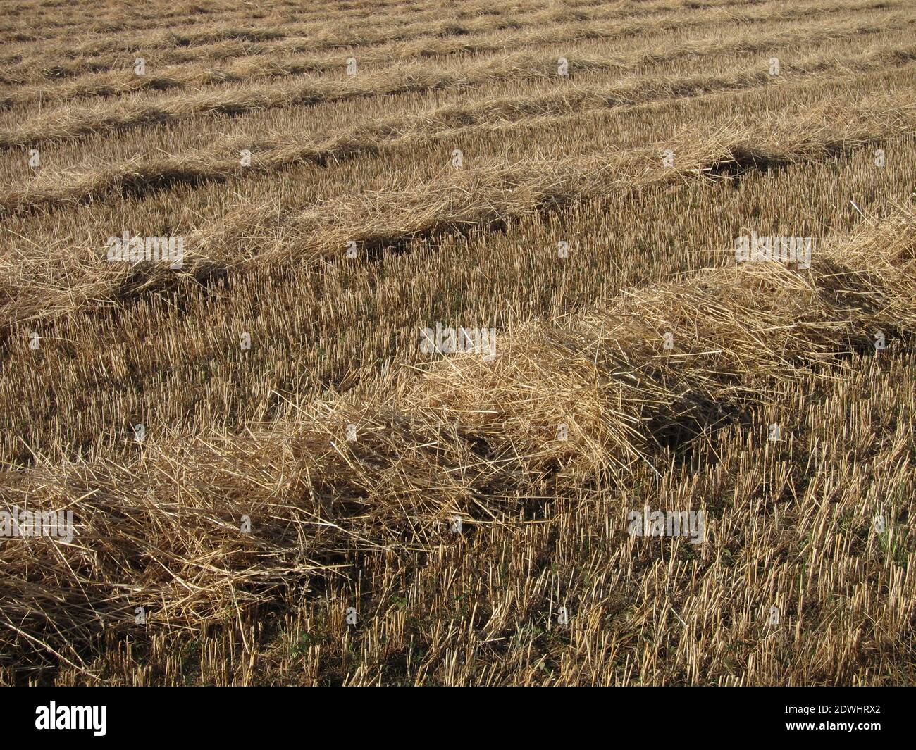 A field after harvest Stock Photo - Alamy