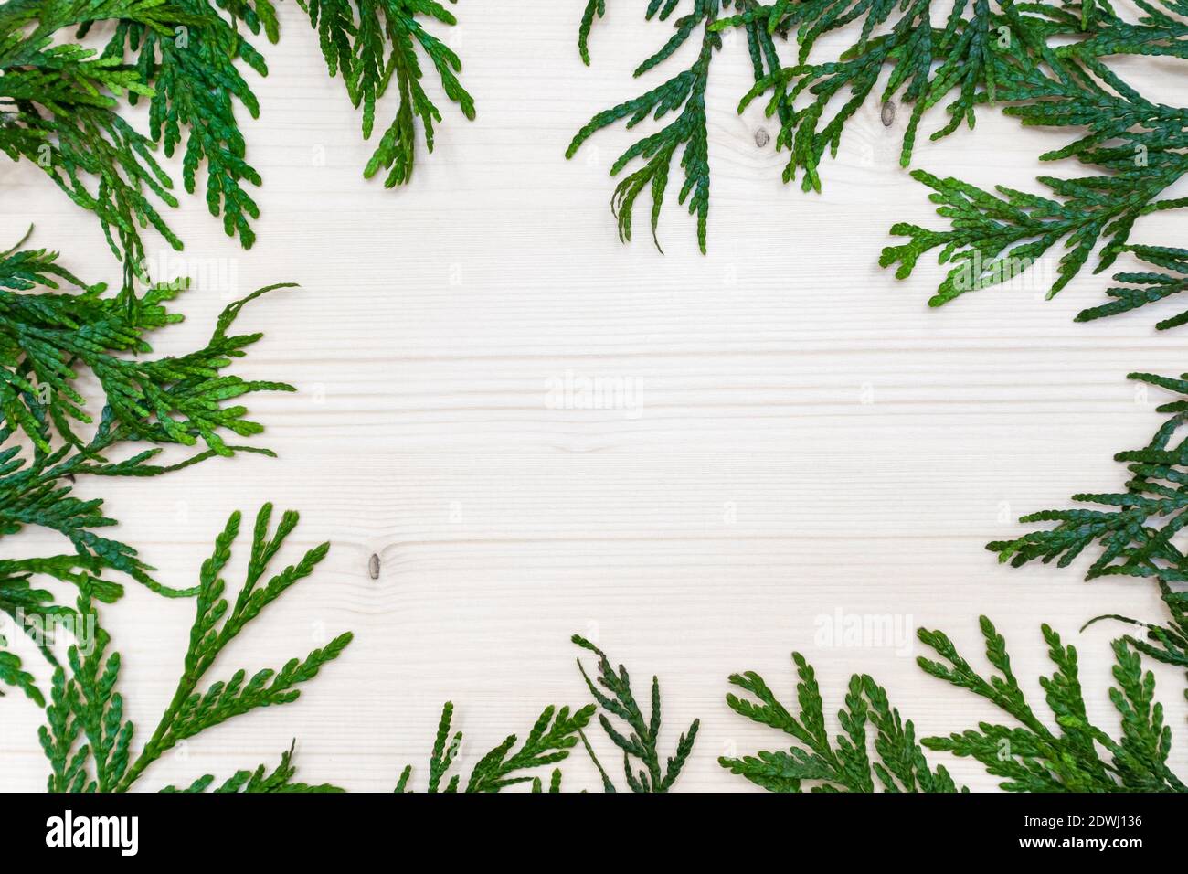 white wooden background with a green twigs of thuja around Stock Photo