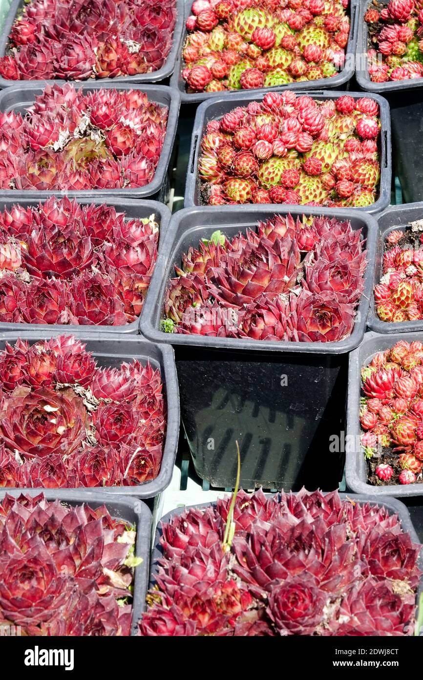 Red Sempervivums Houseleeks in pots Stock Photo
