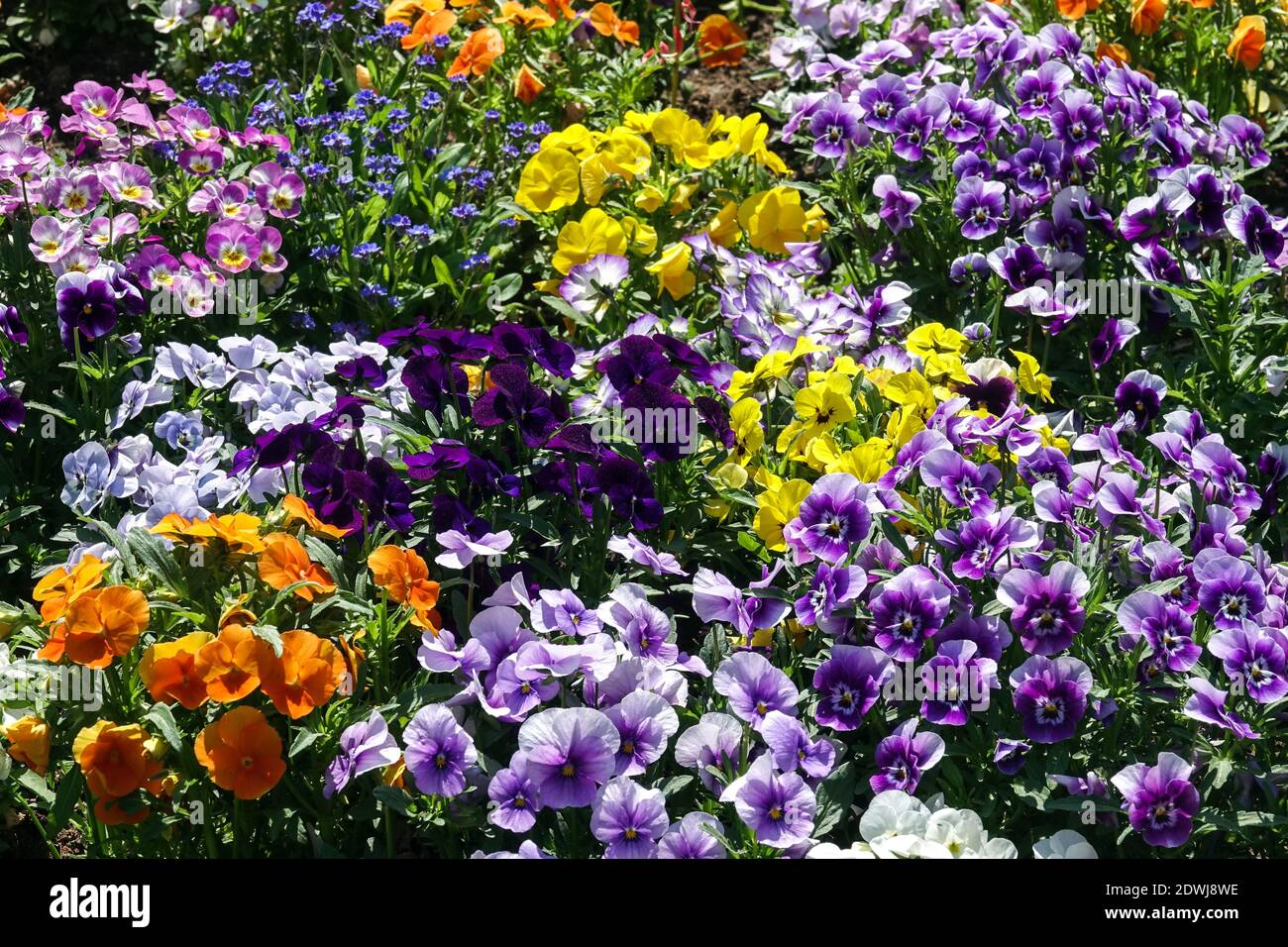 Colorful spring pansies garden Stock Photo