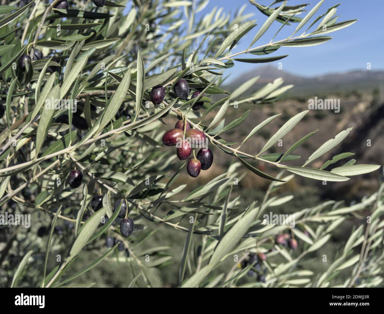Close up olive tree branch with ripe olives ready for harvesting Stock ...