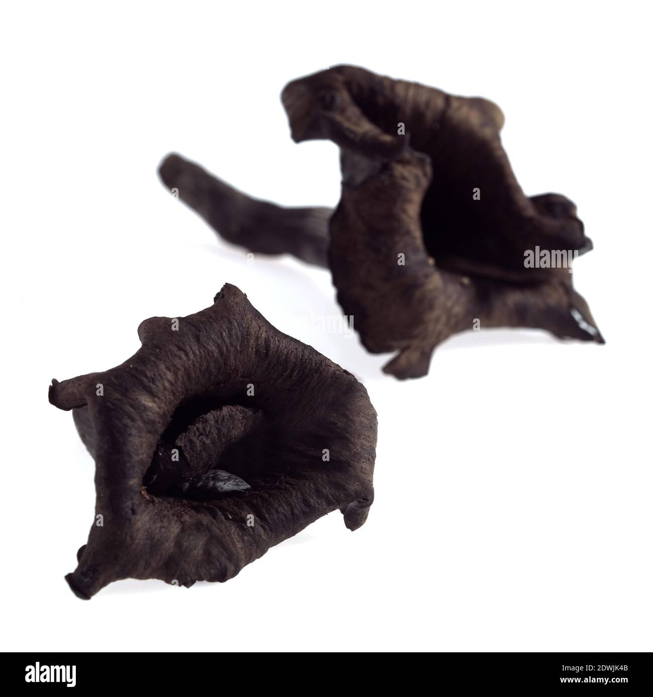 Horn of Plenty Mushroom, craterellus cornucopioides Stock Photo Alamy