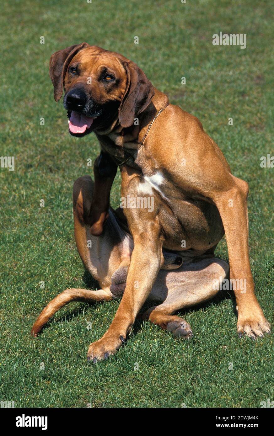 Why Is My Dog Scratching Her Neck