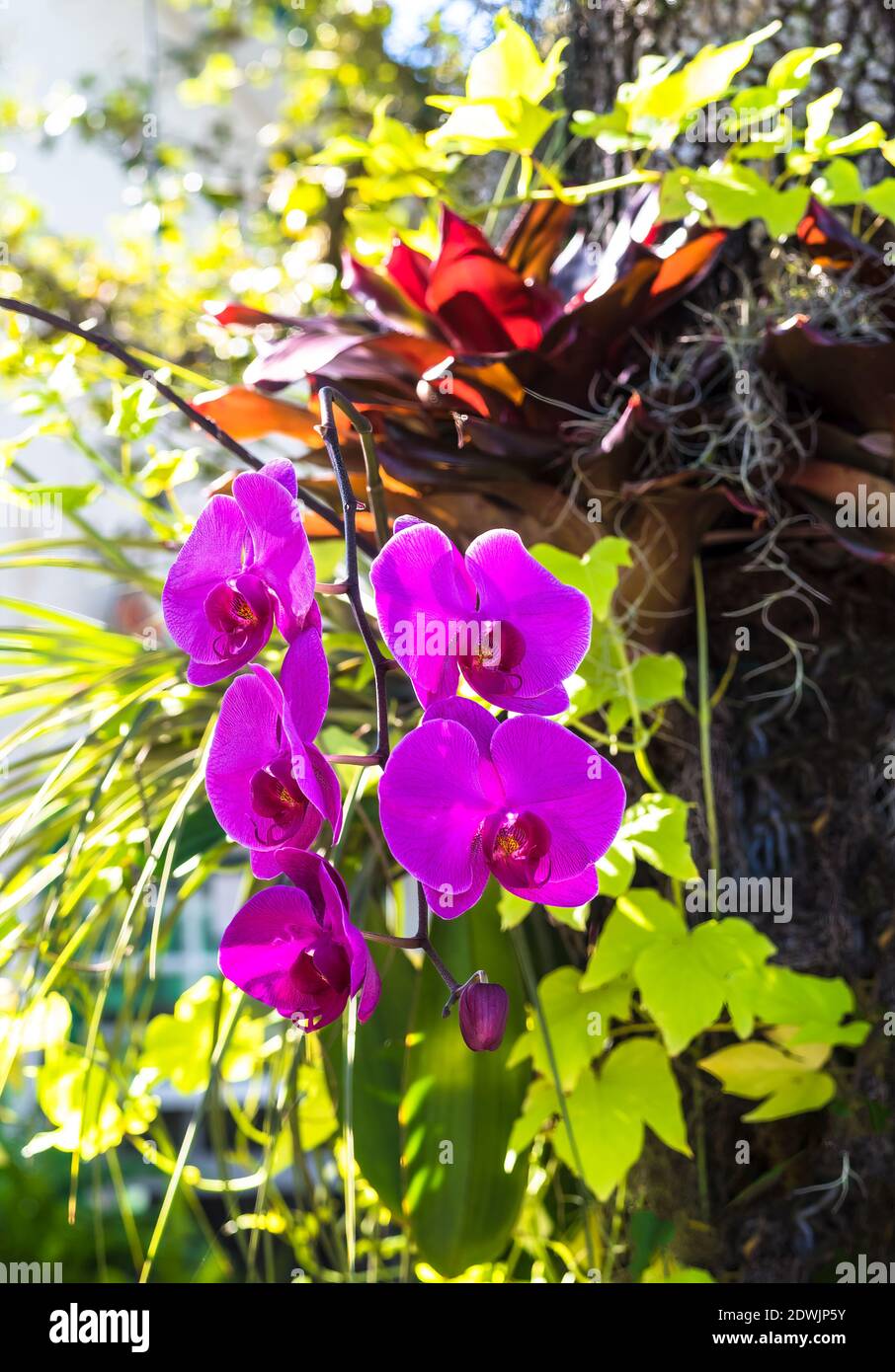 Orchids (Phalaenopsis) Stock Photo