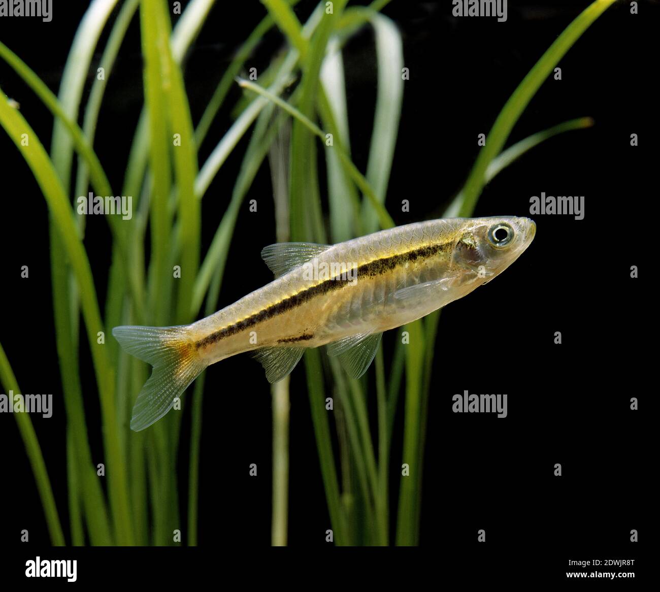 Redtailed Rasbora, Juvenile, rasbora borapetensis Stock Photo Alamy
