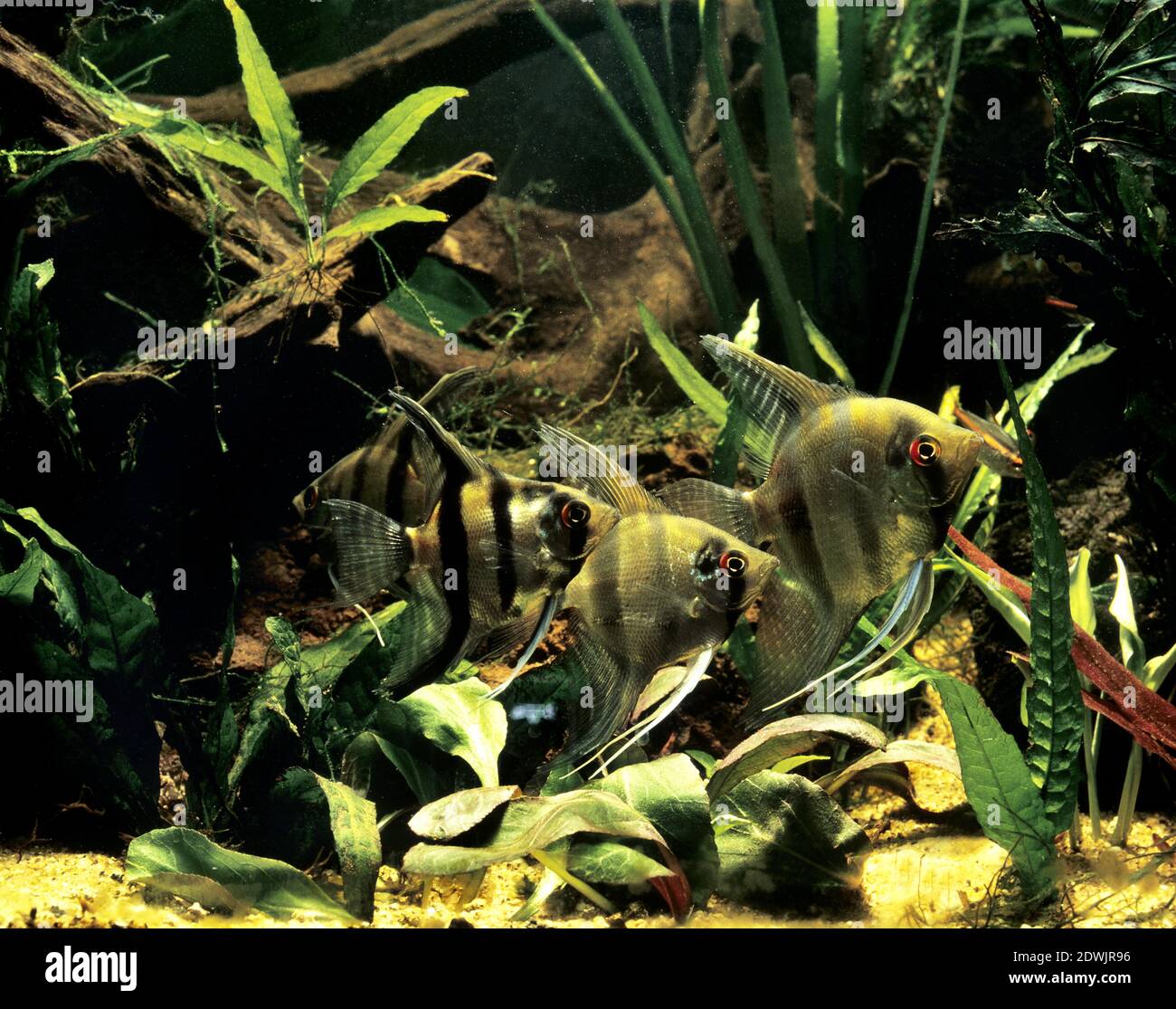 Freshwater angelfish hi-res stock photography and images - Alamy