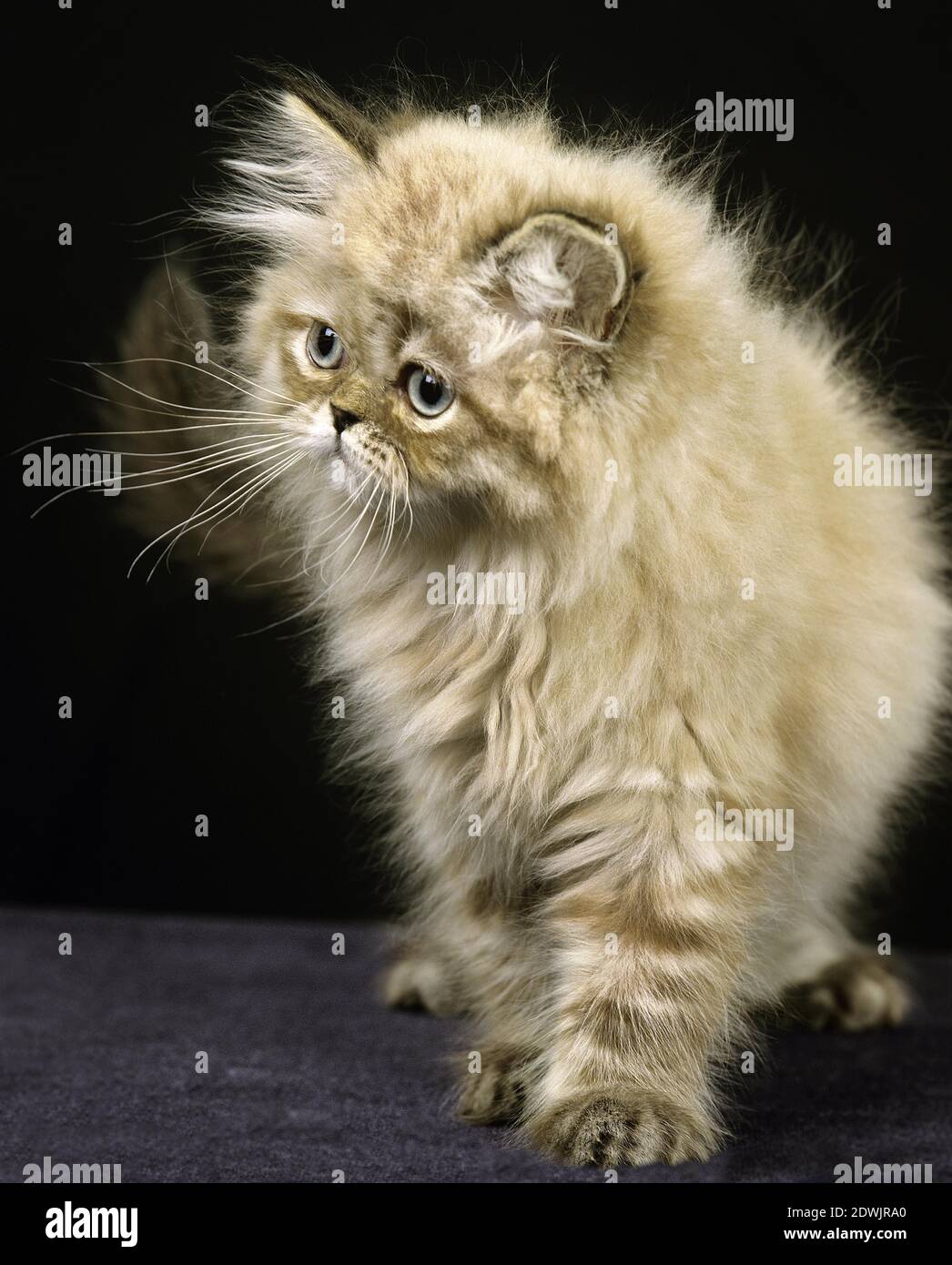 Colourpoint Seal Point Persian Domestic Cat, Kitten against Black